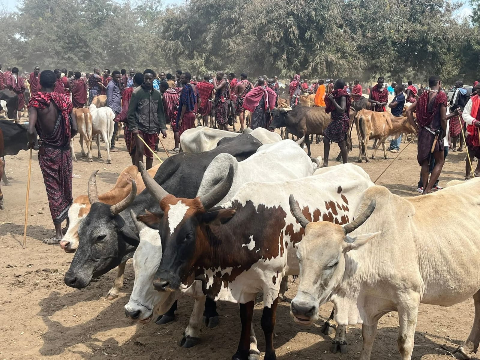Marché au bétail Maasaï