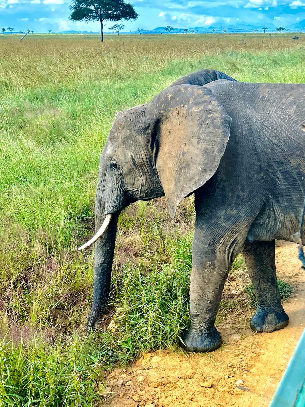 Safari au Parc National de Mikumi