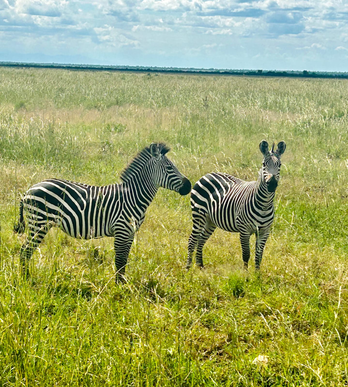 Zèbres dans le parc national de Mikumi