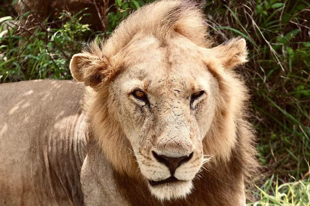 Lion observé à Mikumi